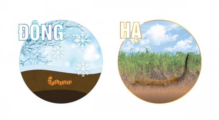 [Image: dong-trung-ha-thao.jpg]