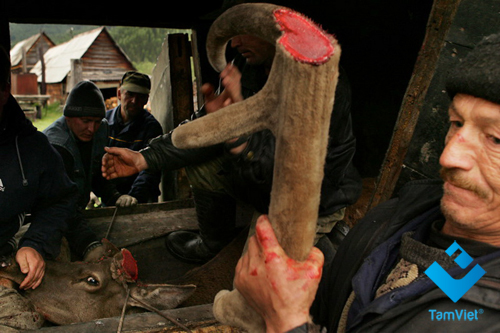 khai-thac-nhung-huou-siberia-11