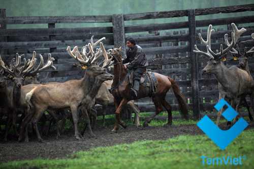 khai-thac-nhung-huou-siberia-5